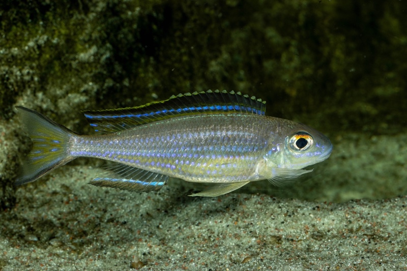 Lestradea perspicax 'Kigoma'